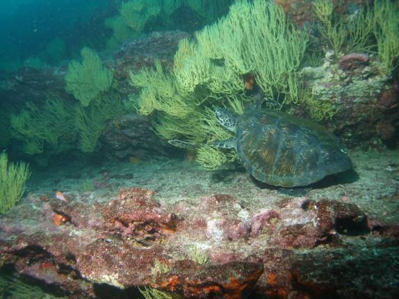 Tartaruga em mergulho em Santiago, em Galápagos (foto de Hnning Abheiden)